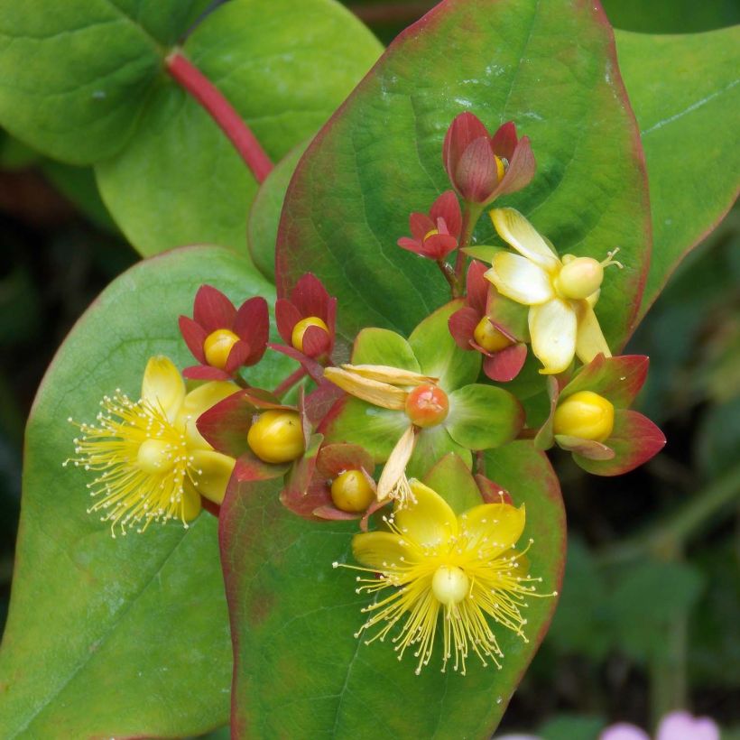 Millepertuis - Hypericum inodorum Elstead (Flowering)