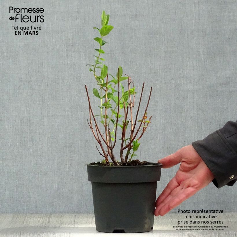 Example of Hypericum inodorum Magical Red Flame - Millepertuis Pot de 2L/3L as you get in printemps