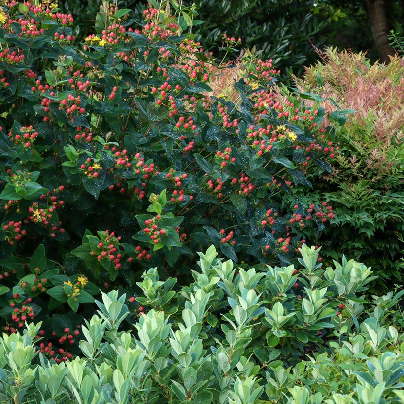 Hypericum inodorum Magical Red Flame - Millepertuis (Plant habit)