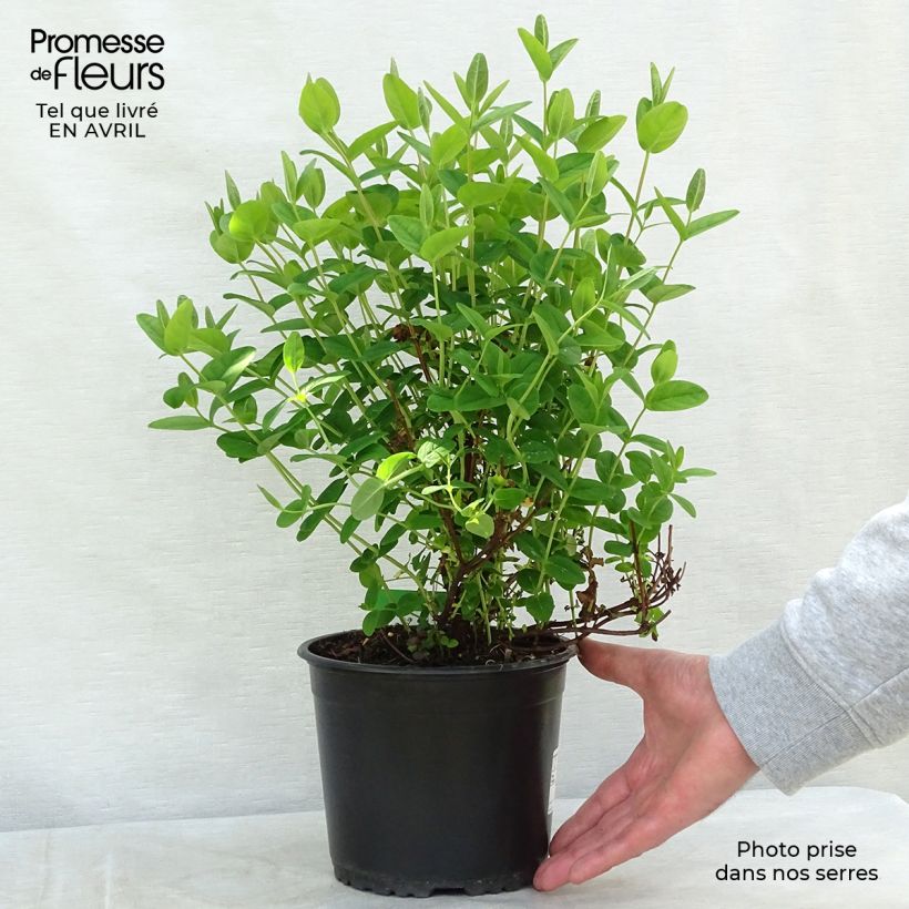 Spécimen de Hypericum inodorum Magical Sunshine - Millepertuis  Pot de 2L/3L tel que livré au printemps