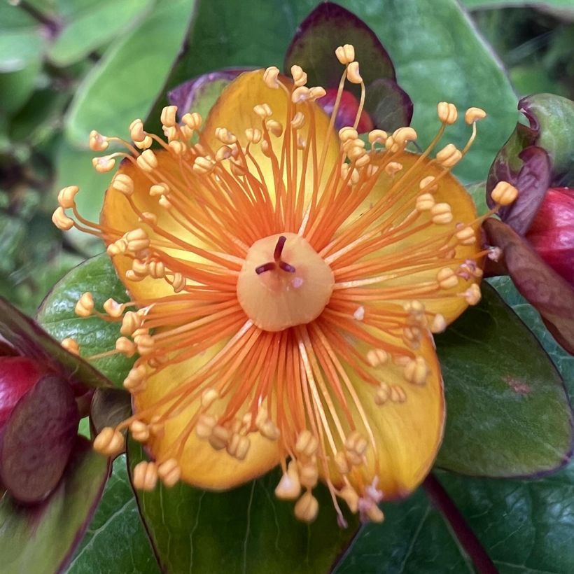 Hypericum inodorum Magical Universe  - Millepertuis (Flowering)
