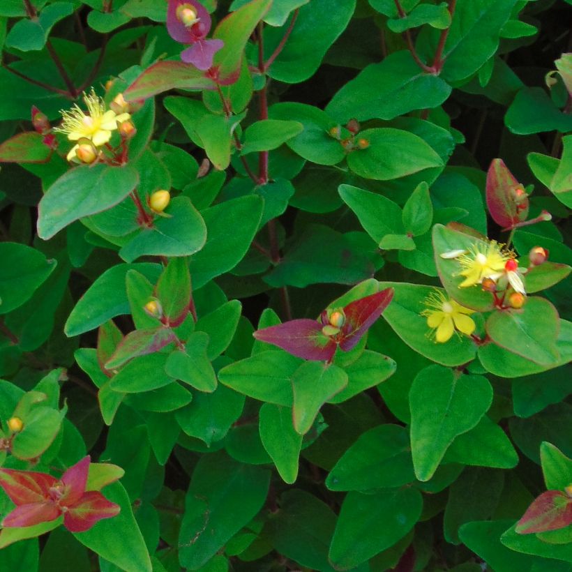 Millepertuis - Hypericum inodorum Rheingold (Foliage)