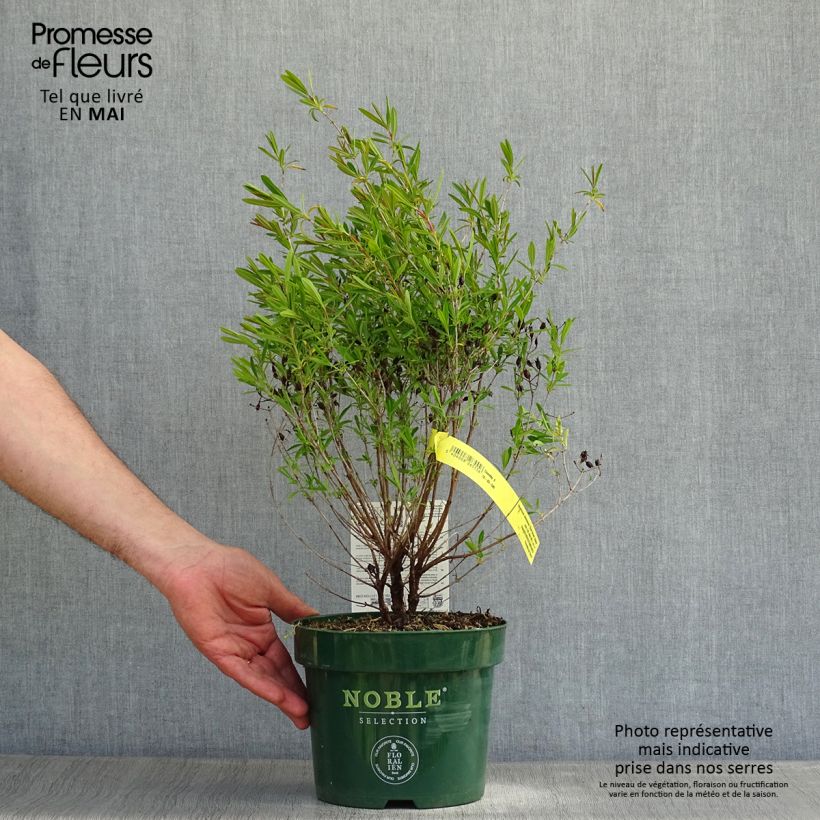 Example of Hypericum kalmianum Blue Velvet - Millepertuis Pot de 2L/3L as you get in printemps