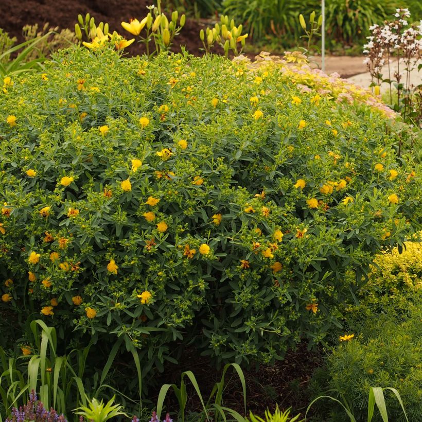 Hypericum kalmianum Blue Velvet - Millepertuis (Plant habit)