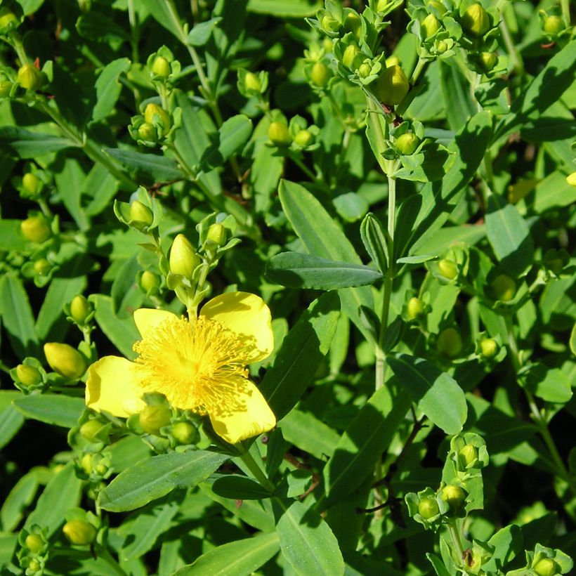 Millepertuis de kalmian - Hypericum kalmianum Gemo (Foliage)