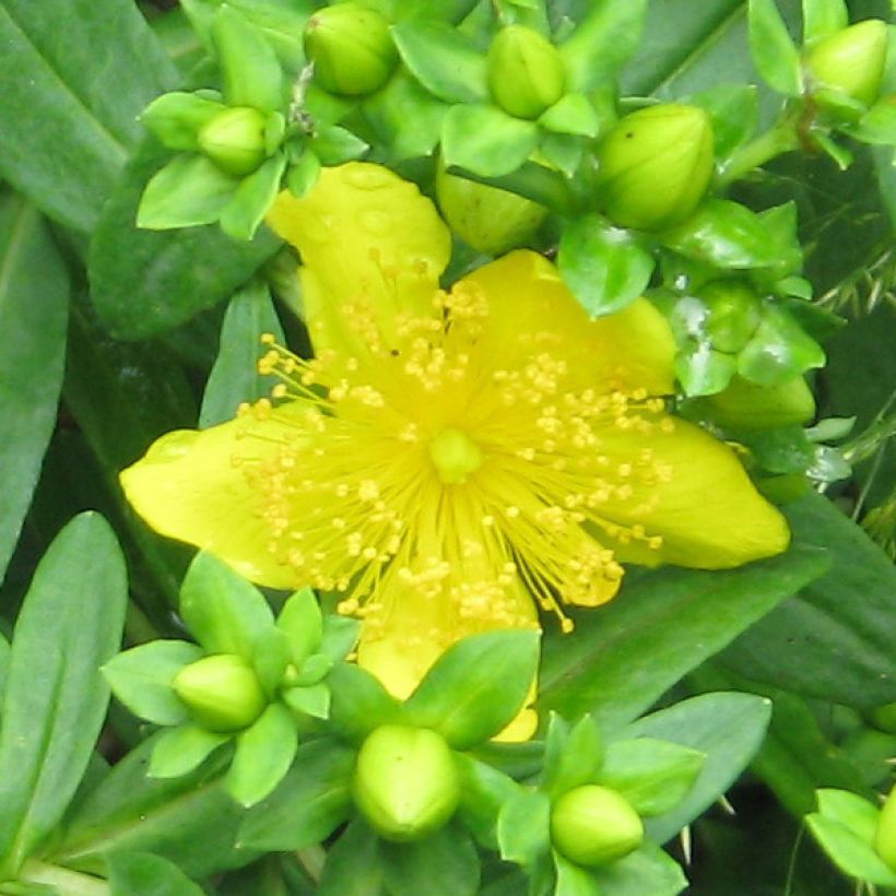 Millepertuis de kalmian - Hypericum kalmianum Gemo (Flowering)