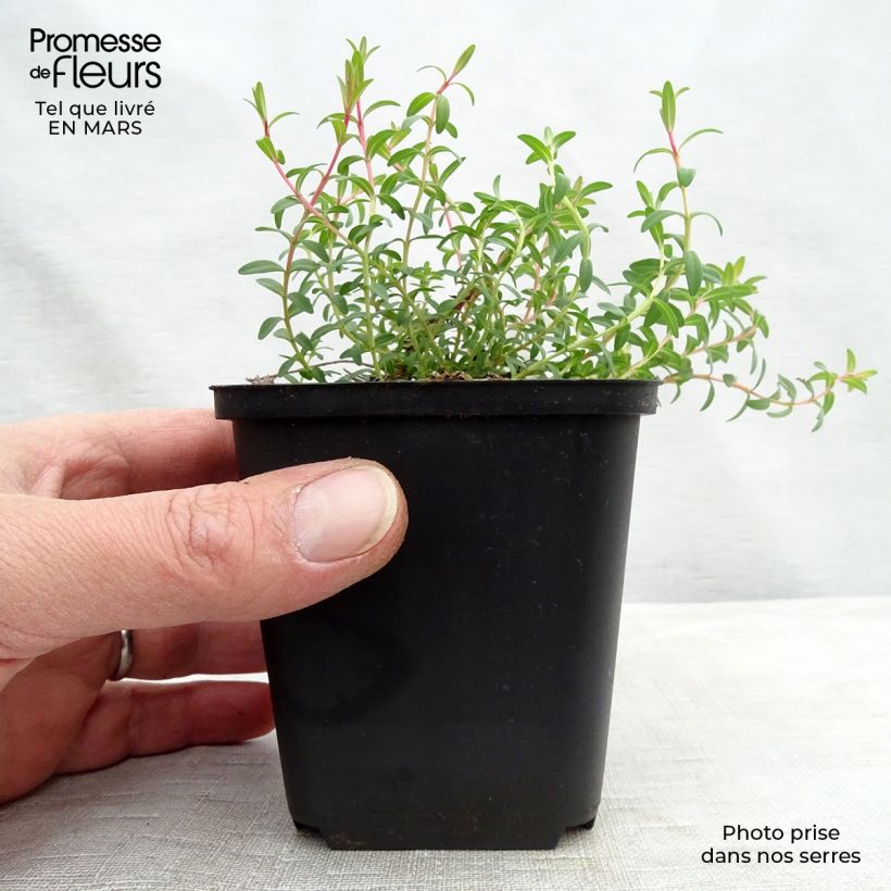 Example of Hypericum olympicum Citrinum - Millepertuis du Mont Olympe 'Citrinum' Godet de 8/9 cm as you get in printemps