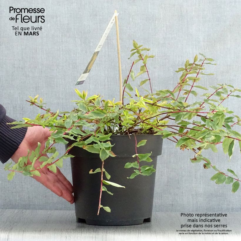 Example of Hypericum (x) moserianum Little Misstery - Millepertuis de Moser  Pot de 4L/5L as you get in printemps