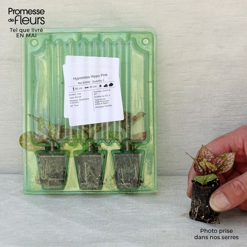 Example of Hypoestes Hippo Pink Mini-motte Ø 3/4 cm, Plant vert de 5 à 10 cm de haut as you get in printemps