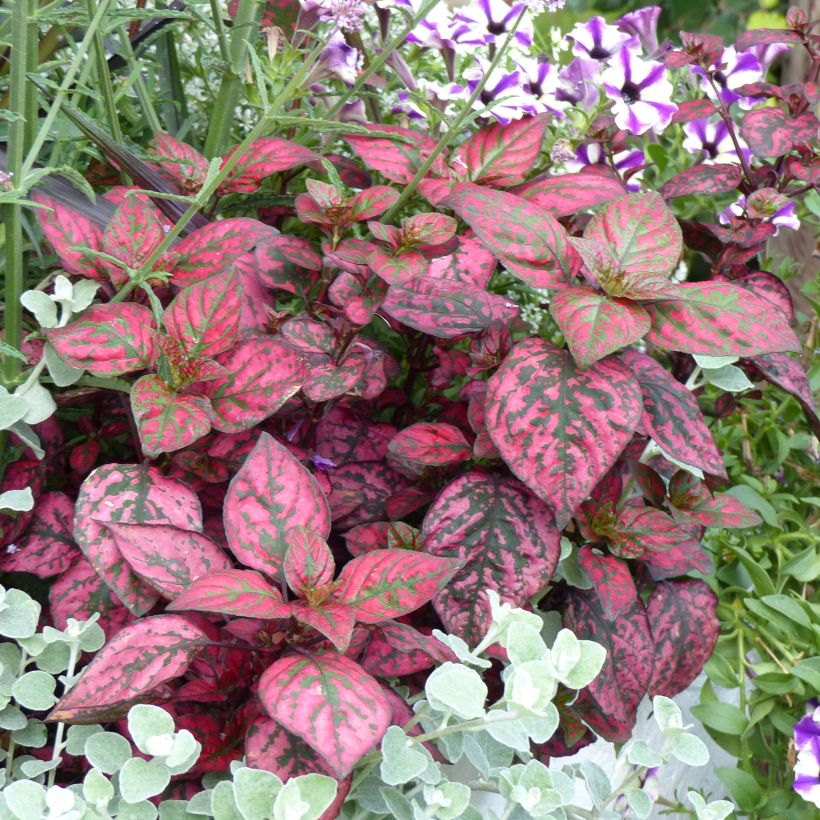 Hypoestes Hippo Red (Plant habit)