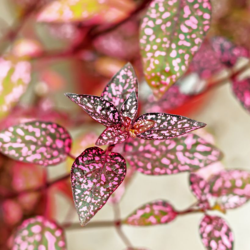 Hypoestes phyllostachya Pink (Foliage)
