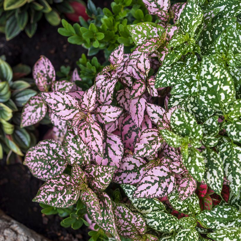 Hypoestes phyllostachya Pink (Plant habit)