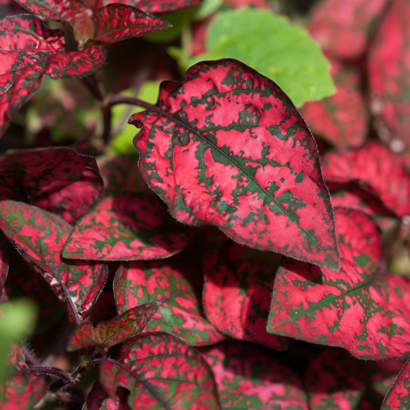 Hypoestes phyllostachya Red (Feuillage)