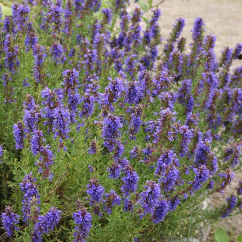 Hysope officinale en plant BIO (Flowering)