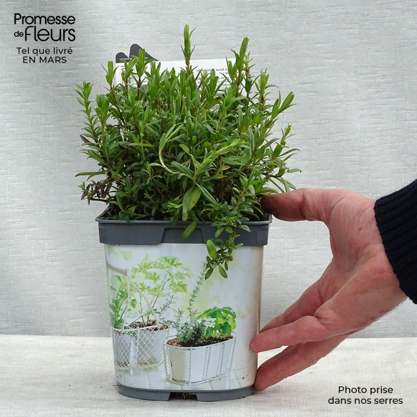 Example of Hysope officinale en plant BIO Pot de 1L/1,5L as you get in printemps