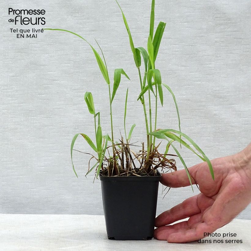 Example of Hystrix patula Godet de 8/9 cm as you get in printemps