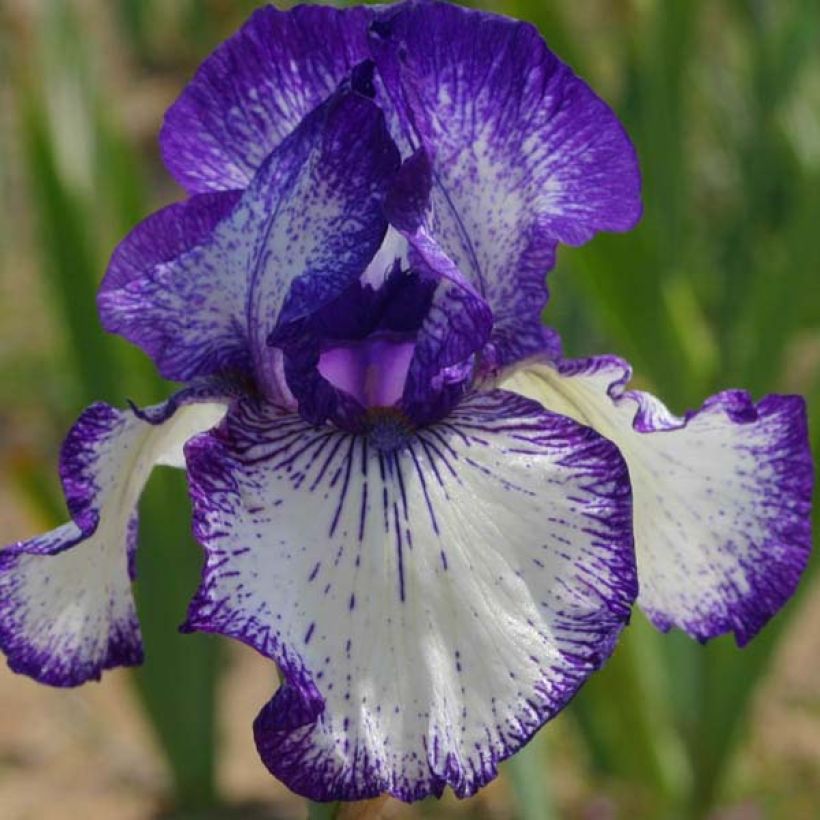 Iris germanica Art Déco - Iris des Jardins (Flowering)
