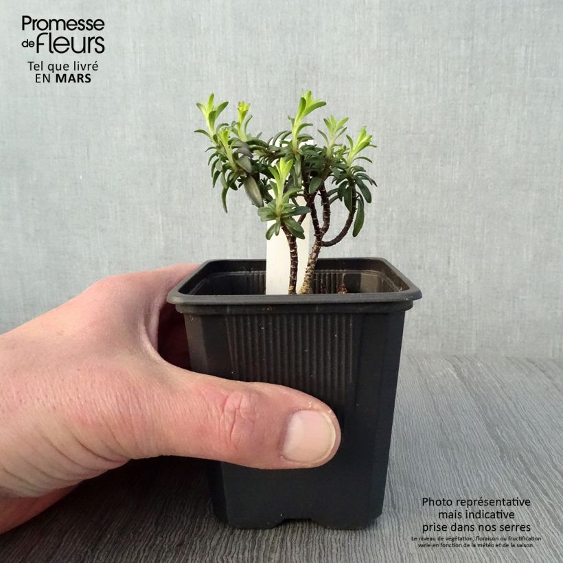 Example of Iberis Absolutely Amethyst Godet de 8/9 cm as you get in printemps