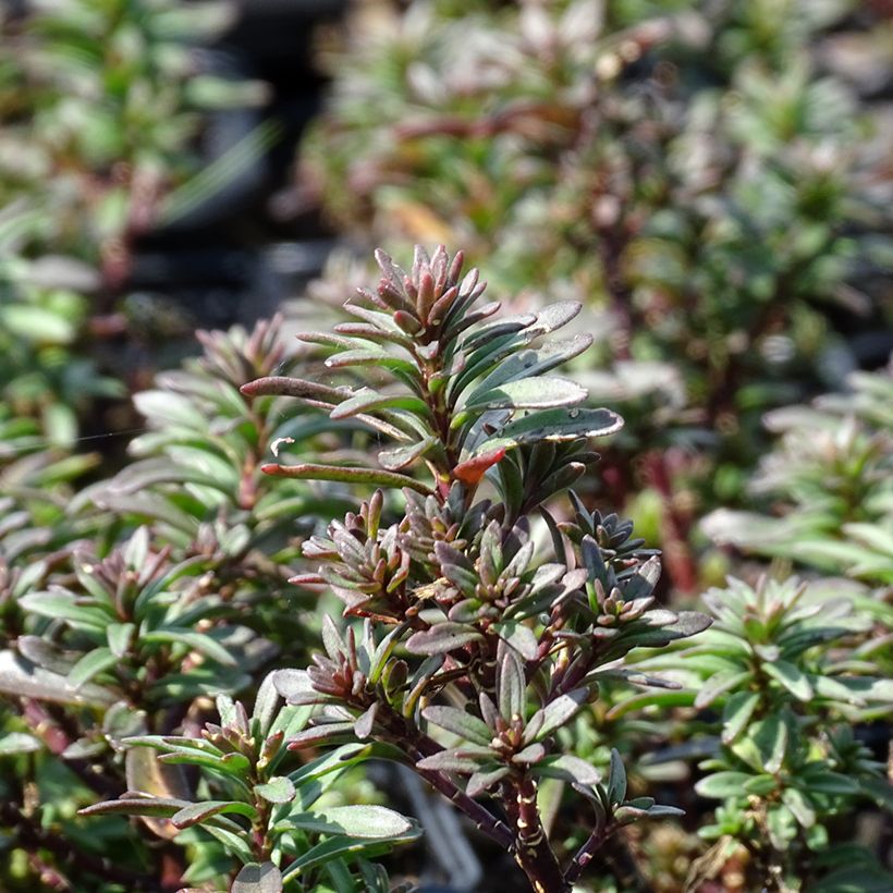 Iberis Absolutely Amethyst (Foliage)