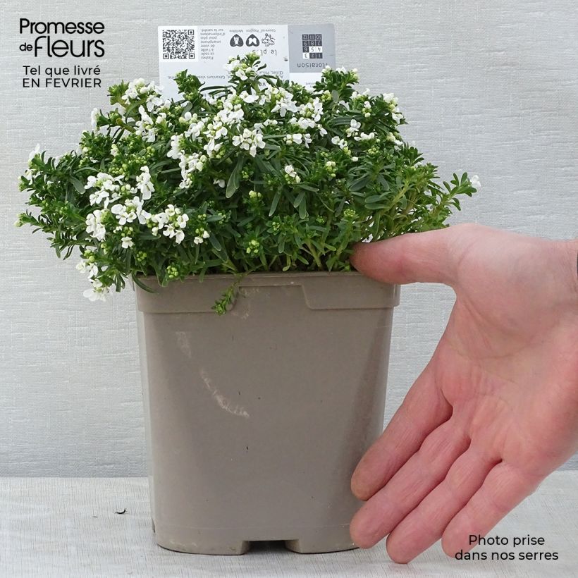 Spécimen de Iberis sempervirens Snowflake Pot de 2L/3L tel que livré en hiver
