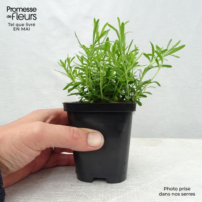 Example of Iberis sempervirens Snowflake Godet de 8/9 cm as you get in printemps