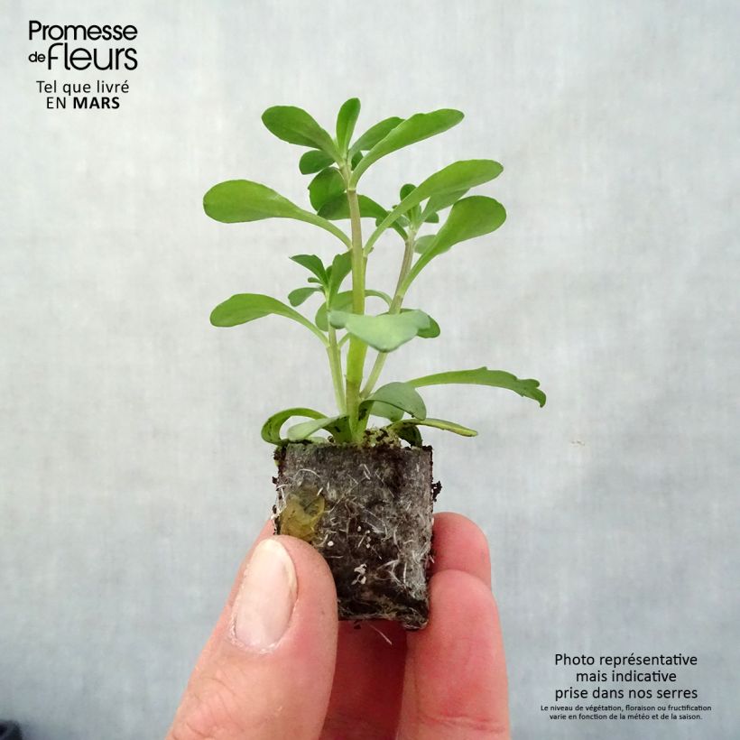 Example of Iberis sempervirens Masterpiece - Corbeille d'argent  Mini-motte Ø 3/4 cm as you get in printemps