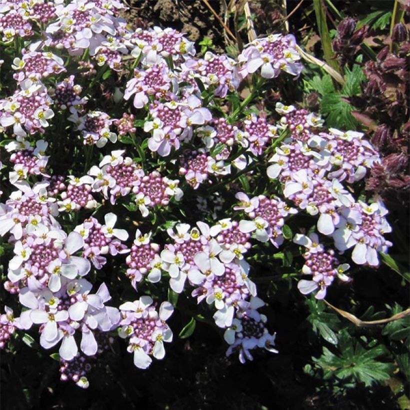 Iberis sempervirens Pink Ice® - Corbeille d'Argent (Flowering)