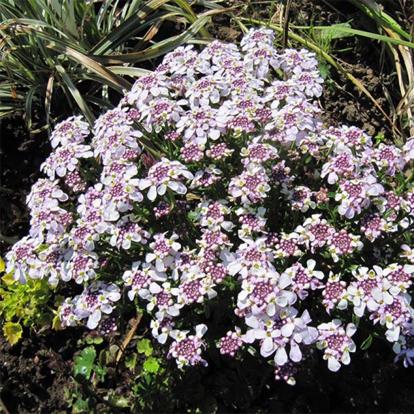 Iberis sempervirens Pink Ice® - Corbeille d'Argent (Plant habit)
