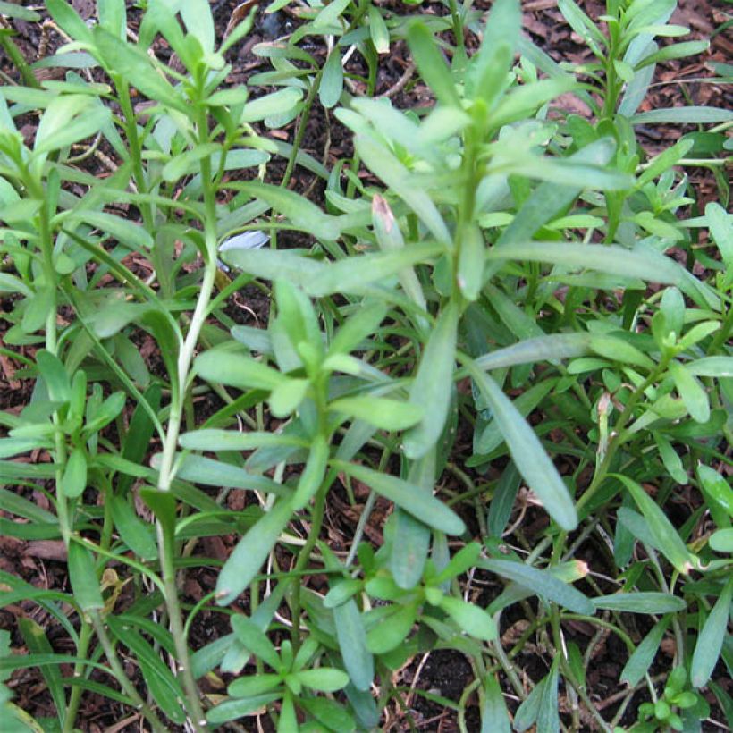 Iberis sempervirens Weisser Zwerg - Corbeille d'argent (Foliage)