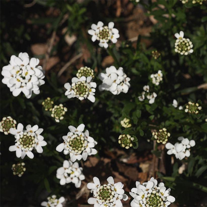 Iberis sempervirens Weisser Zwerg - Corbeille d'argent (Flowering)