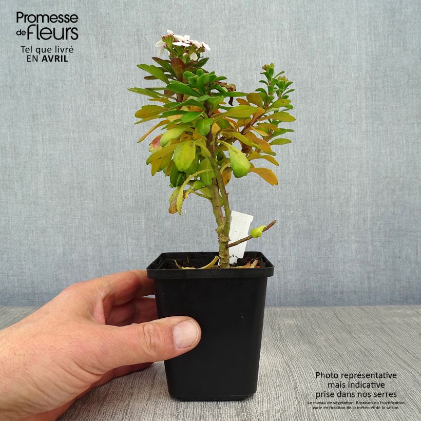 Example of Iberis sempervirens Weisser Zwerg - Corbeille d'argent Godet de 8/9 cm as you get in printemps