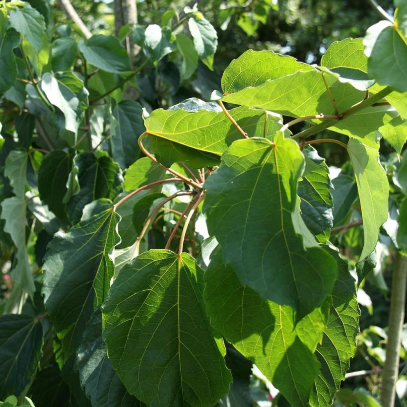 Idesia polycarpa vestita (Foliage)