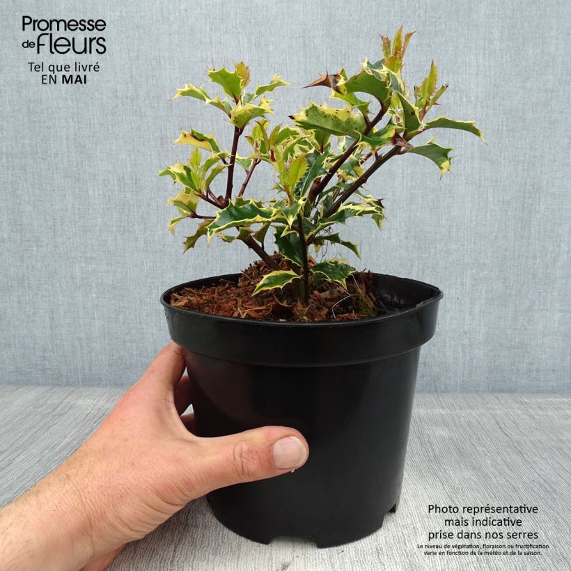 Example of Ilex aquifolium Madame Briot - Houx panaché Pot de 3L/4L as you get in printemps