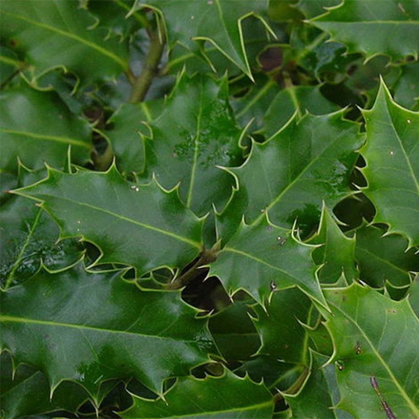 Houx commun - Ilex aquifolium (Foliage)