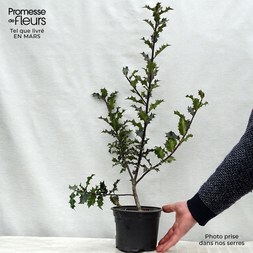 Example of Houx commun - Ilex aquifolium Pot de 2L/3L as you get in printemps