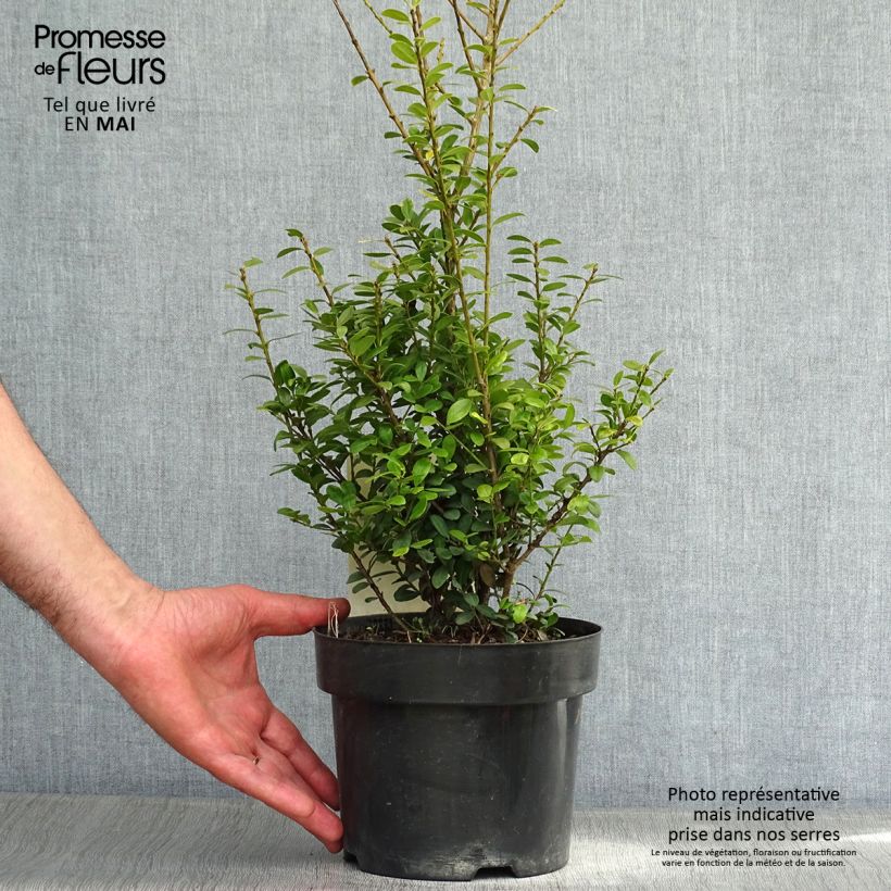 Example of Ilex crenata Caroline Upright - Houx crénelé Pot de 2L/3L as you get in printemps