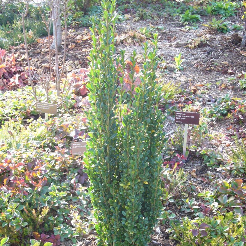 Houx crénelé - Ilex crenata Fastigiata (Plant habit)