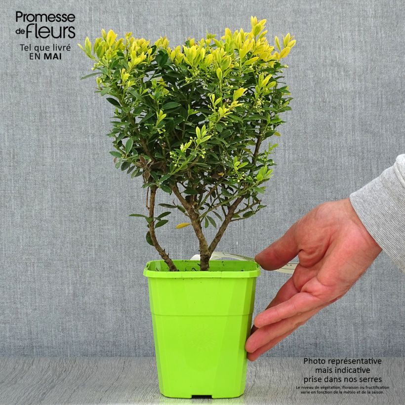 Spécimen de Ilex crenata Lingold - Houx crénelé Pot de 1L/1,5L tel que livré au printemps