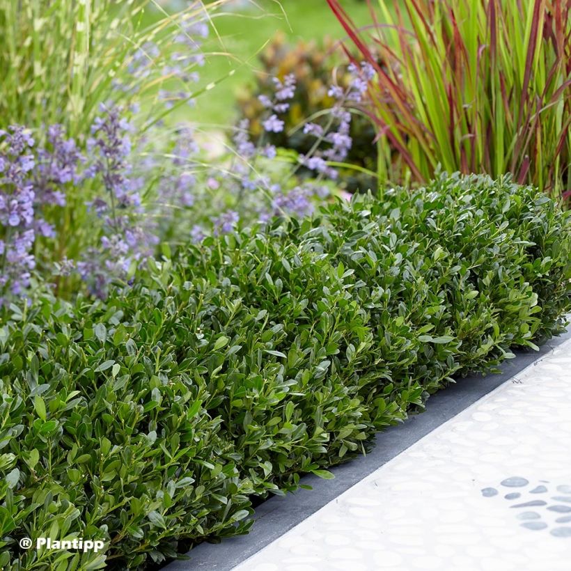 Ilex crenata Luxus Globe - Houx crénelé nain (Plant habit)