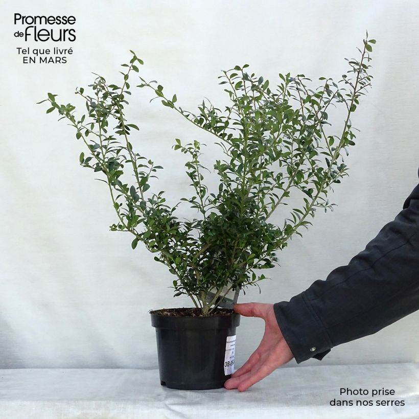 Example of Ilex crenata Stokes - Houx crénelé nain Pot de 2L/3L as you get in printemps