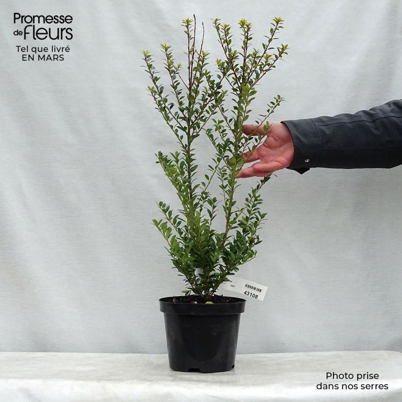 Example of Ilex maximowicziana Kanehirae - Houx Mutchagara  Pot de 3L/4L as you get in printemps