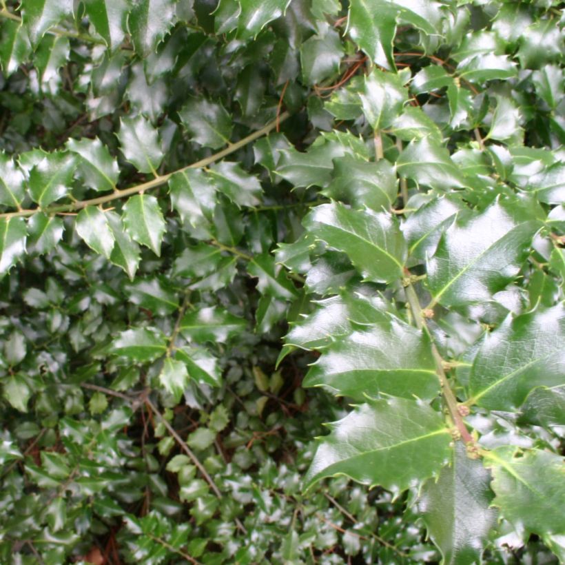 Houx américain - Ilex meserveae Blue princess (Foliage)