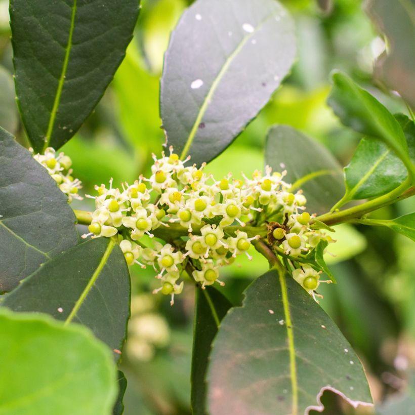 Ilex paraguariensis - Yerba maté, Thé du Paraguay (Flowering)
