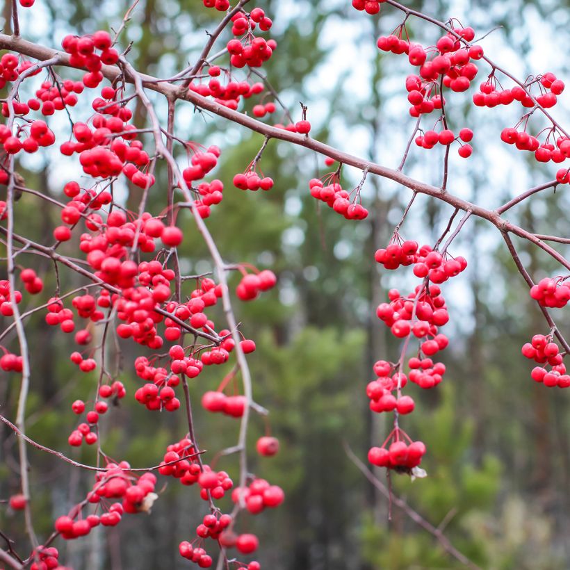 Ilex verticillata - Houx verticillé (Harvest)