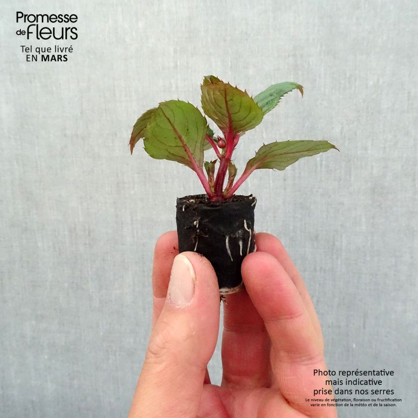 Example of Impatiens SunPatiens Compact Blush Pink Mini-motte Ø 3/4 cm, Plant vert de 5 à 10 cm de haut as you get in printemps