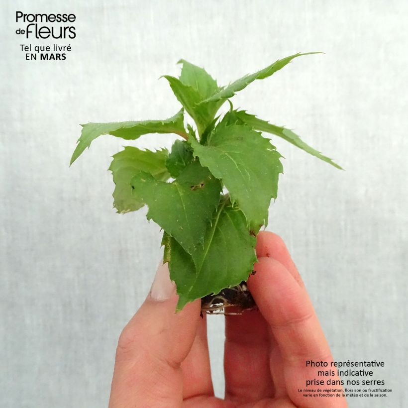 Spécimen de Impatiens SunPatiens Compact Hot Lilac Mini-motte Ø 3/4 cm, Plant vert de 5 à 10 cm de haut tel que livré au printemps