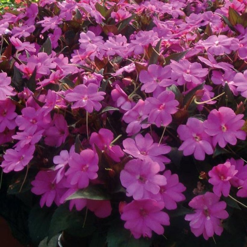 Impatiens SunPatiens Vigorous Lavender Mini-mottes (Flowering)