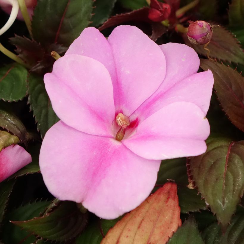 Impatiens SunPatiens Vigorous Lavender Mini-mottes (Floraison)