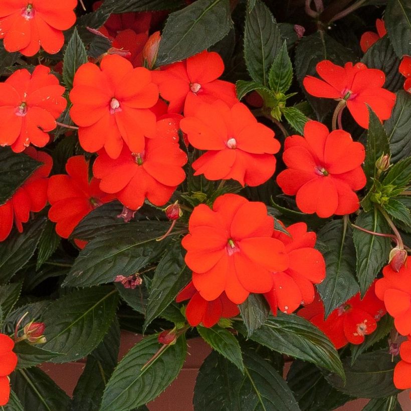 Impatiens SunPatiens Vigorous Orange Mini-mottes (Flowering)