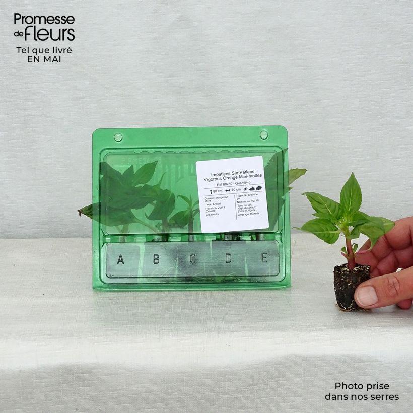 Example of Impatiens SunPatiens Vigorous Orange Mini-mottes Mini-motte Ø 3/4 cm as you get in printemps